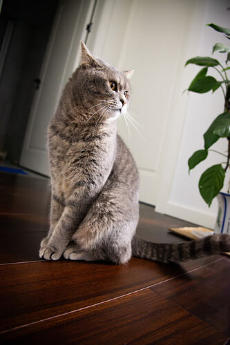 DSC_0218-NEF_DxO_DeepPRIME_1