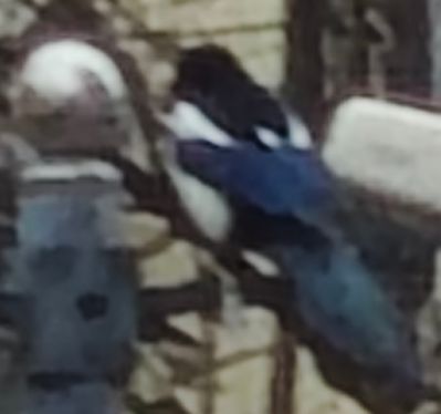 Image_1772251775817_810